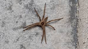 Attēlu rezultāti vaicājumam “Pisauridae”