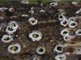 Attēlu rezultāti vaicājumam “Stictis”