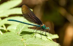 Attēlu rezultāti vaicājumam “Calopteryx virgo”