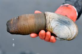 Image result for geoduck