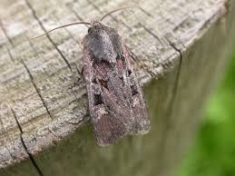 Attēlu rezultāti vaicājumam “Euxoa nigricans”