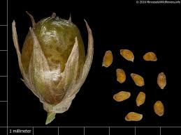 Attēlu rezultāti vaicājumam “Juncus filiformis”