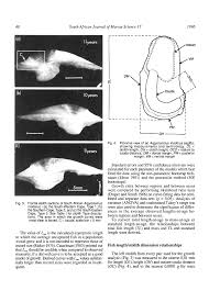 Image result for Argyrosomus inodorus