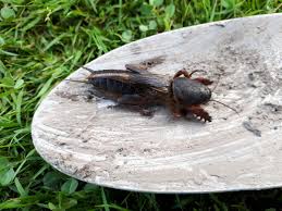 Attēlu rezultāti vaicājumam “Gryllotalpa gryllotalpa”