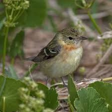 Image result for Dendroica castanea