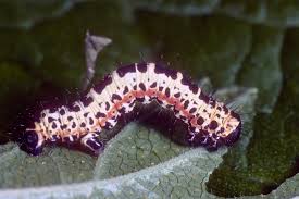 Attēlu rezultāti vaicājumam “Abraxas grossulariata larva”