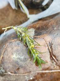 Attēlu rezultāti vaicājumam “Callitriche hermaphroditica leaf”