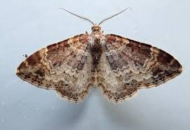 Attēlu rezultāti vaicājumam “Xanthorhoe spadicearia”