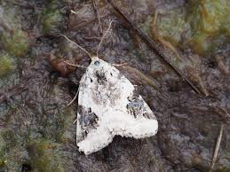 Attēlu rezultāti vaicājumam “Pseudeustrotia candidula”