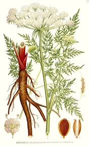 Attēlu rezultāti vaicājumam “Peucedanum palustre leaf”