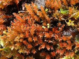 Attēlu rezultāti vaicājumam “Bryum weigelii macro”