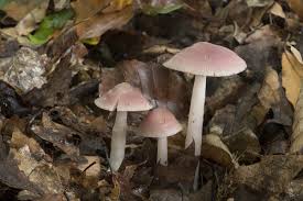 Attēlu rezultāti vaicājumam “Mycena rosella”