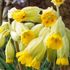 Attēlu rezultāti vaicājumam “Primula veris fruit”