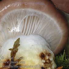 Attēlu rezultāti vaicājumam “Gomphidius glutinosus”