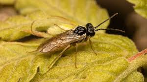 Attēlu rezultāti vaicājumam “Tenthredinidae”