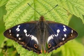 Attēlu rezultāti vaicājumam “Apatura iris female”