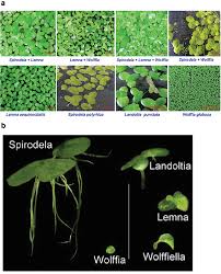 Attēlu rezultāti vaicājumam “Lemnaceae”