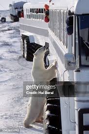 Image result for tundra buggy