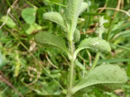 Attēlu rezultāti vaicājumam “Veronica officinalis leaf”