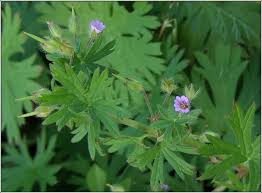 Attēlu rezultāti vaicājumam “Geranium pusillum flower”