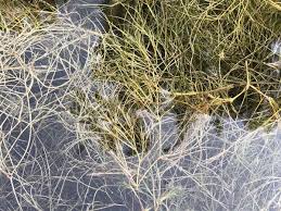 Attēlu rezultāti vaicājumam “Physarum flavidum stalked”