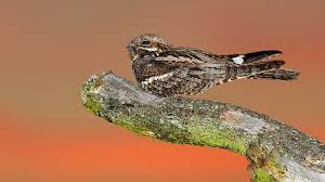 Attēlu rezultāti vaicājumam “Caprimulgus europaeus eggs”