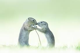 Image result for bilder