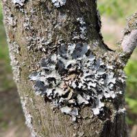 Attēlu rezultāti vaicājumam “Parmelia serrana”