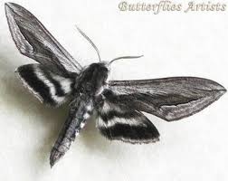 Attēlu rezultāti vaicājumam “Sphinx pinastri”