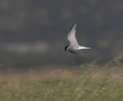 Attēlu rezultāti vaicājumam “Sternula albifrons”
