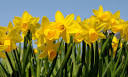 ST DAVIDS DAY: recipes for a feast | Life and style | The Guardian