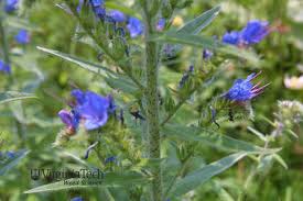 Attēlu rezultāti vaicājumam “Echium vulgare bud”