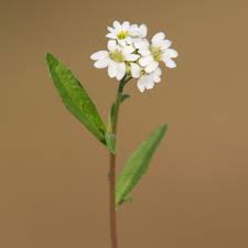 Attēlu rezultāti vaicājumam “Berteroa incana fruit”