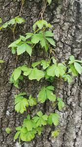Attēlu rezultāti vaicājumam “Parthenocissus quinquefolia leaf”