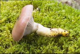 Attēlu rezultāti vaicājumam “Gomphidius glutinosus”