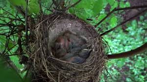 Attēlu rezultāti vaicājumam “Turdus viscivorus nest”