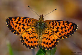 Attēlu rezultāti vaicājumam “Boloria eunomia underside”