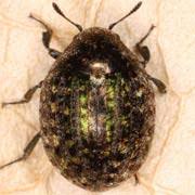 Attēlu rezultāti vaicājumam “Cytilus sericeus”