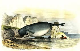 Image result for Physeter macrocephalus