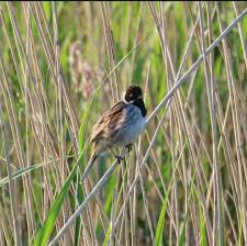 Attēlu rezultāti vaicājumam “Emberiza schoeniclus nest”