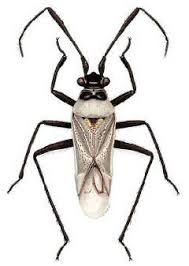 Attēlu rezultāti vaicājumam “Miridae”