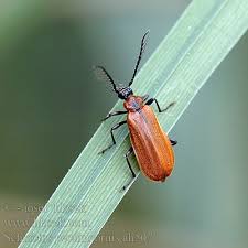 Attēlu rezultāti vaicājumam “Schizotus pectinicornis”