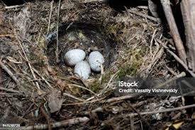 Attēlu rezultāti vaicājumam “Motacilla alba nest”