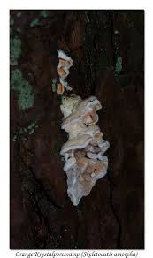 Attēlu rezultāti vaicājumam “Skeletocutis amorpha”