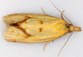 Attēlu rezultāti vaicājumam “Agapeta hamana”