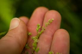Attēlu rezultāti vaicājumam “Poa palustris leaf”