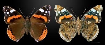 Attēlu rezultāti vaicājumam “Vanessa atalanta”