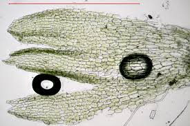 Attēlu rezultāti vaicājumam “Cephalozia catenulata”
