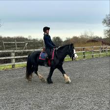 Image result for South Weylands Equestrian