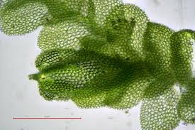 Attēlu rezultāti vaicājumam “Lejeunea cavifolia”